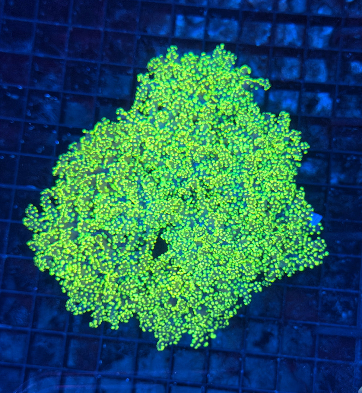 Frogspawn colony