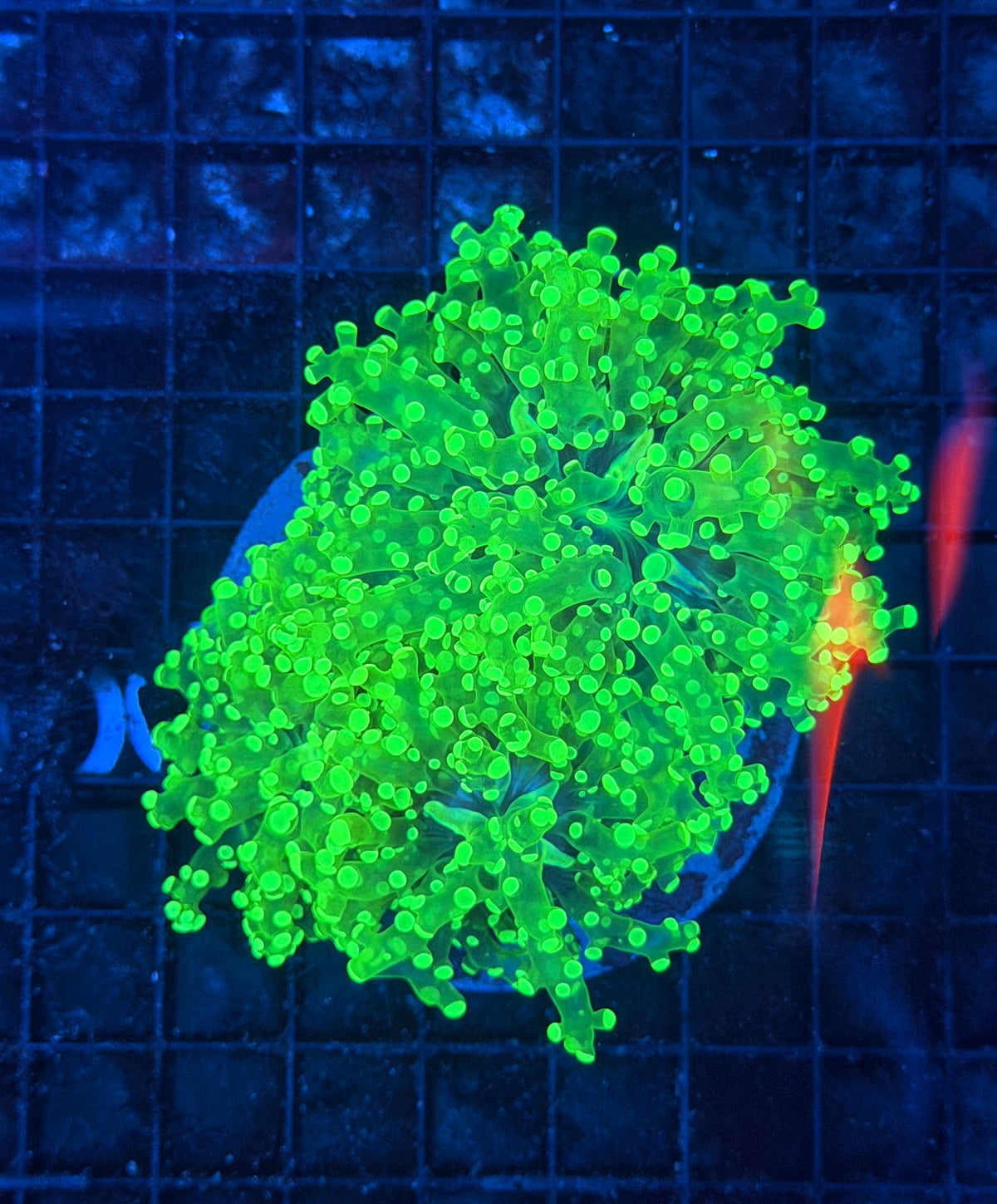 Frogspawn