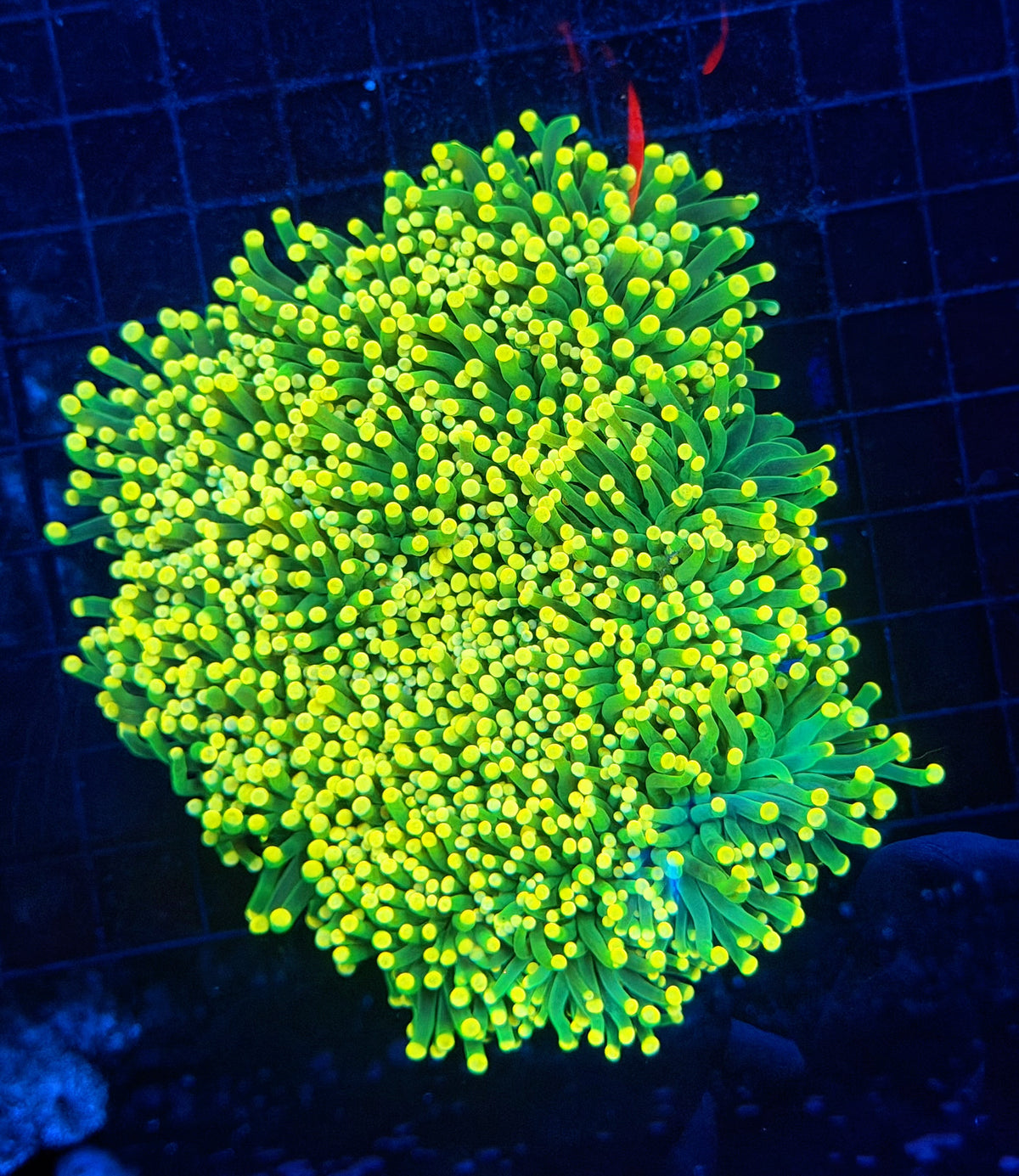 Yellow tip green large cuttable 6-12+ heads colony
