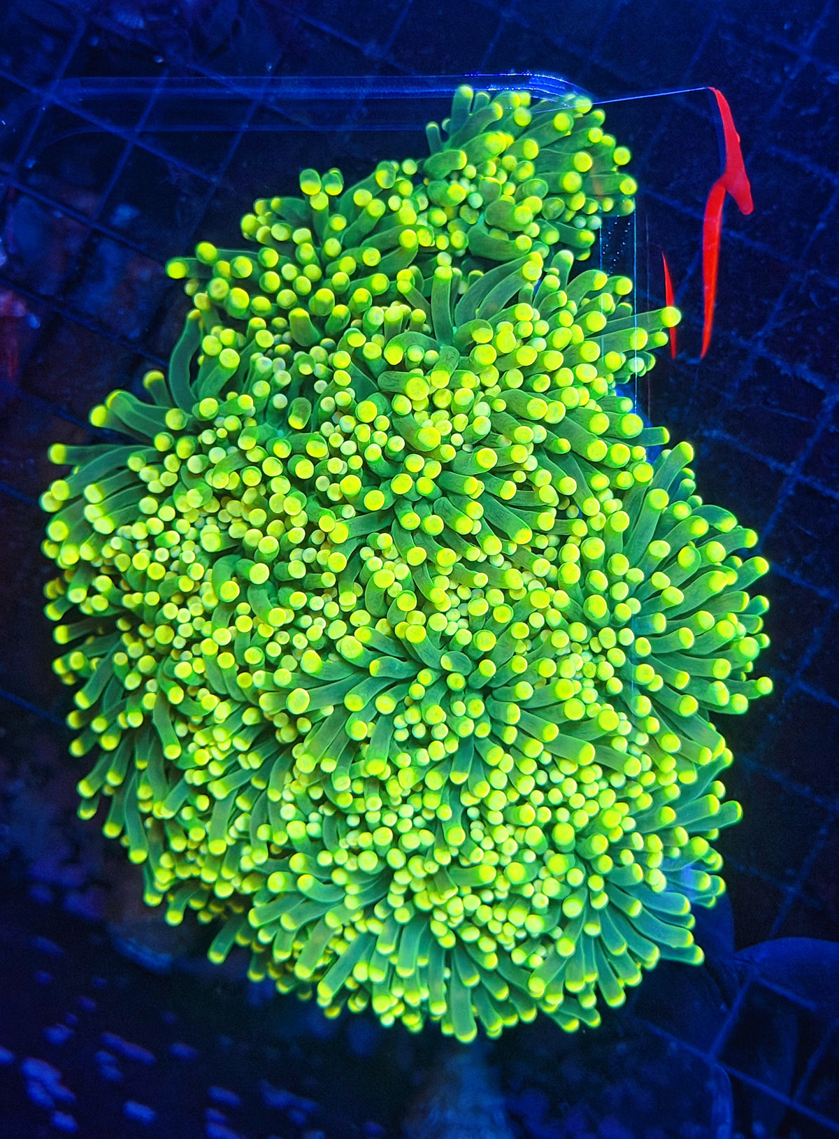 Yellow tip green large cuttable 6-12+ heads colony
