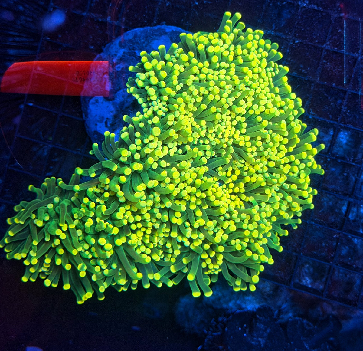 Yellow tip green large cuttable 6-12+ heads colony