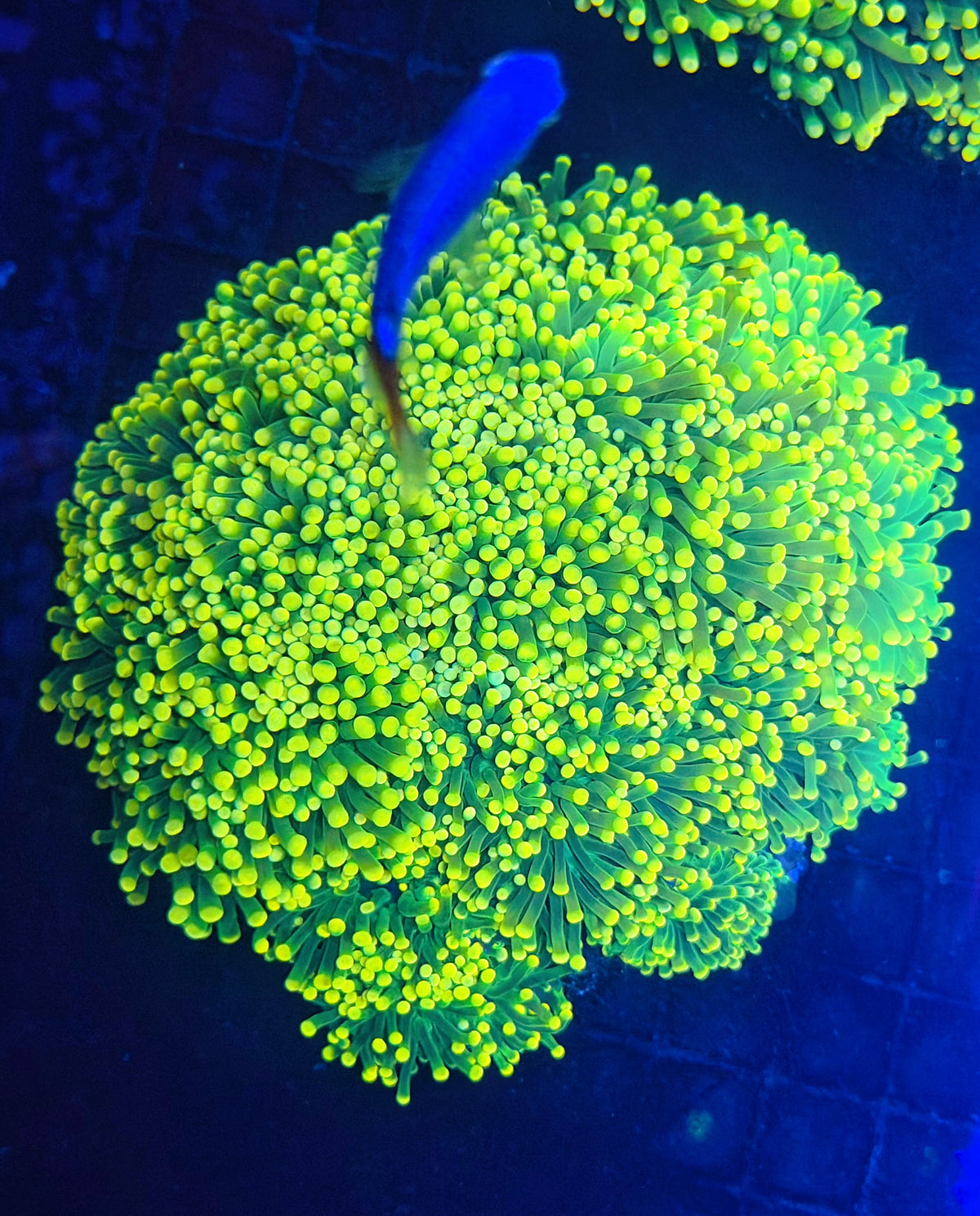 Yellow tip green large cuttable 6-12+ heads colony