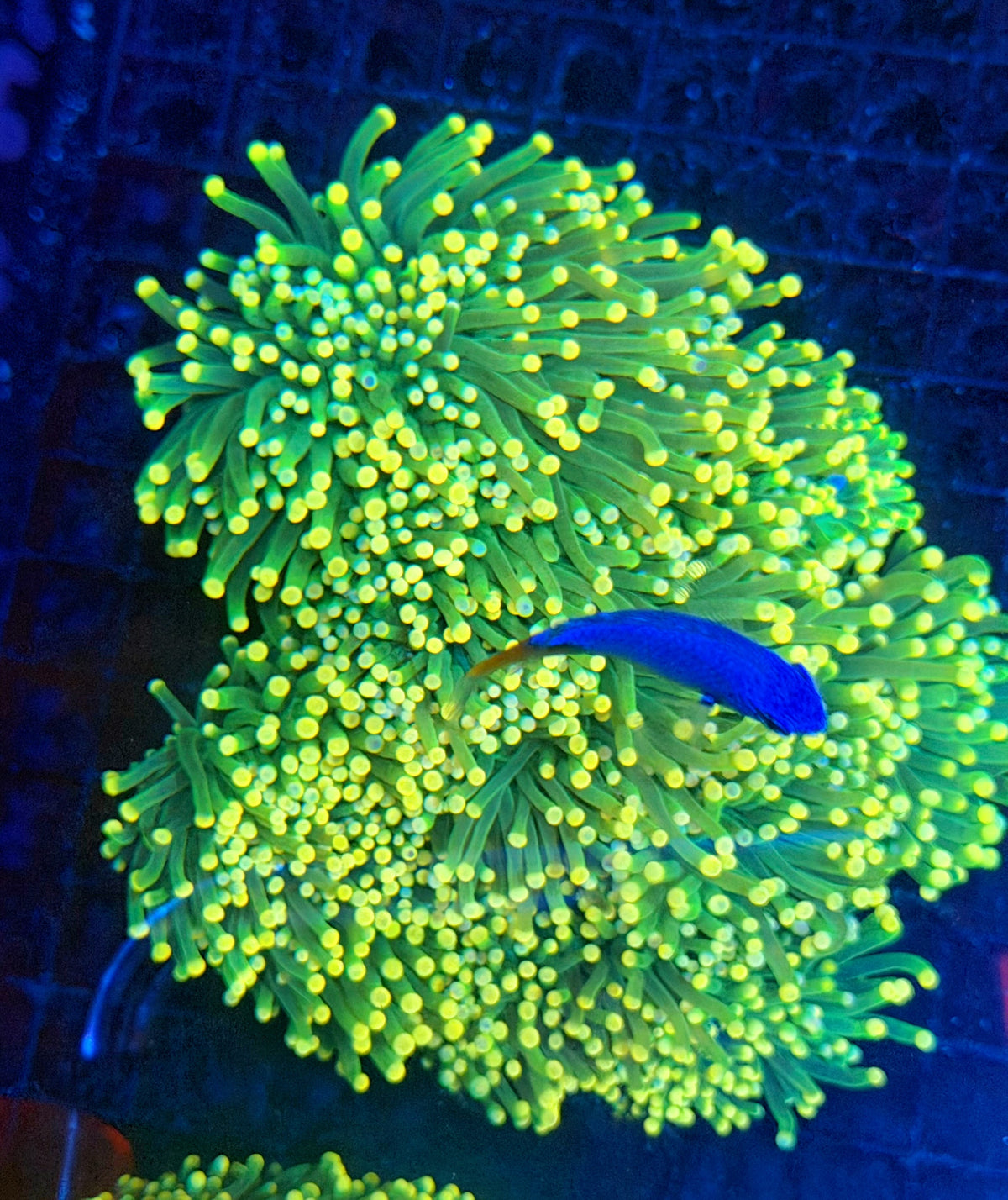 Yellow tip green large cuttable 6-12+ heads colony
