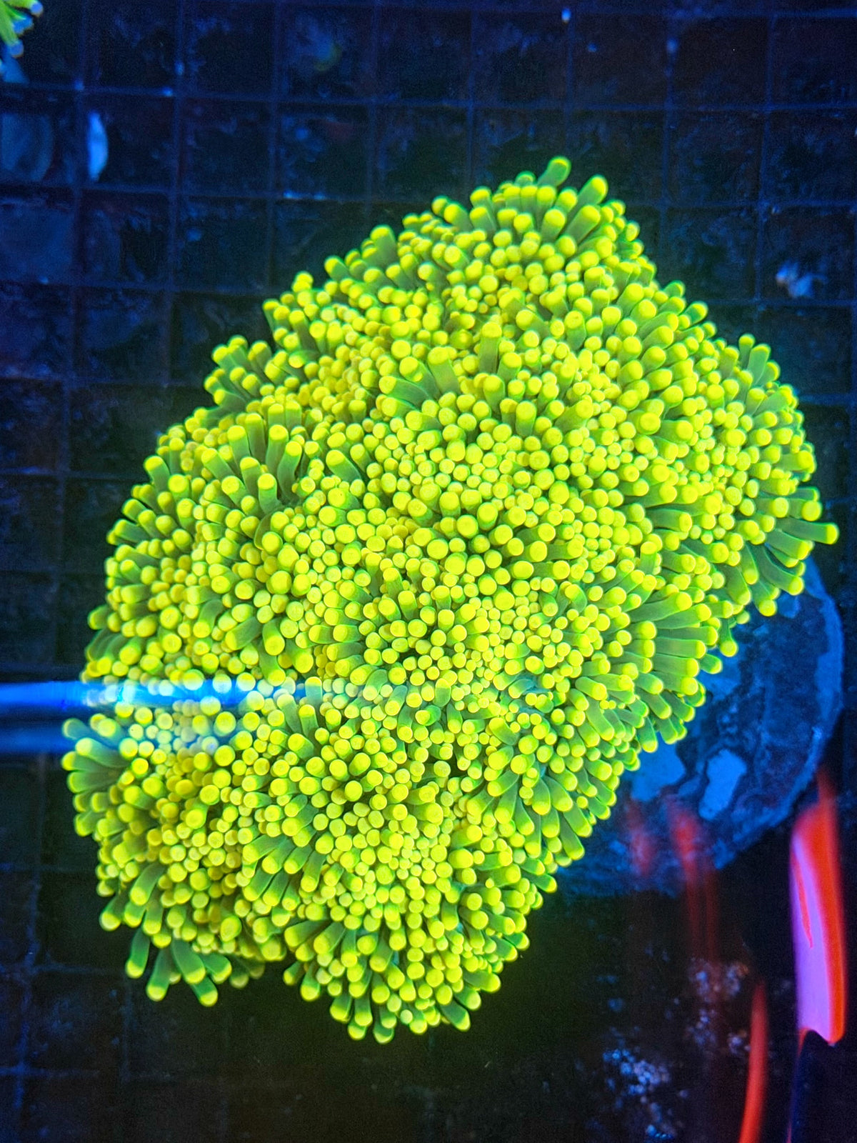 Yellow tip green large cuttable 6-12+ heads colony