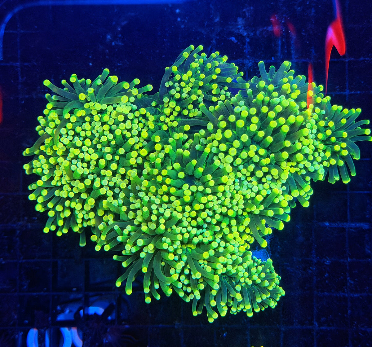 Yellow tip green cuttable 4-8+ heads colony
