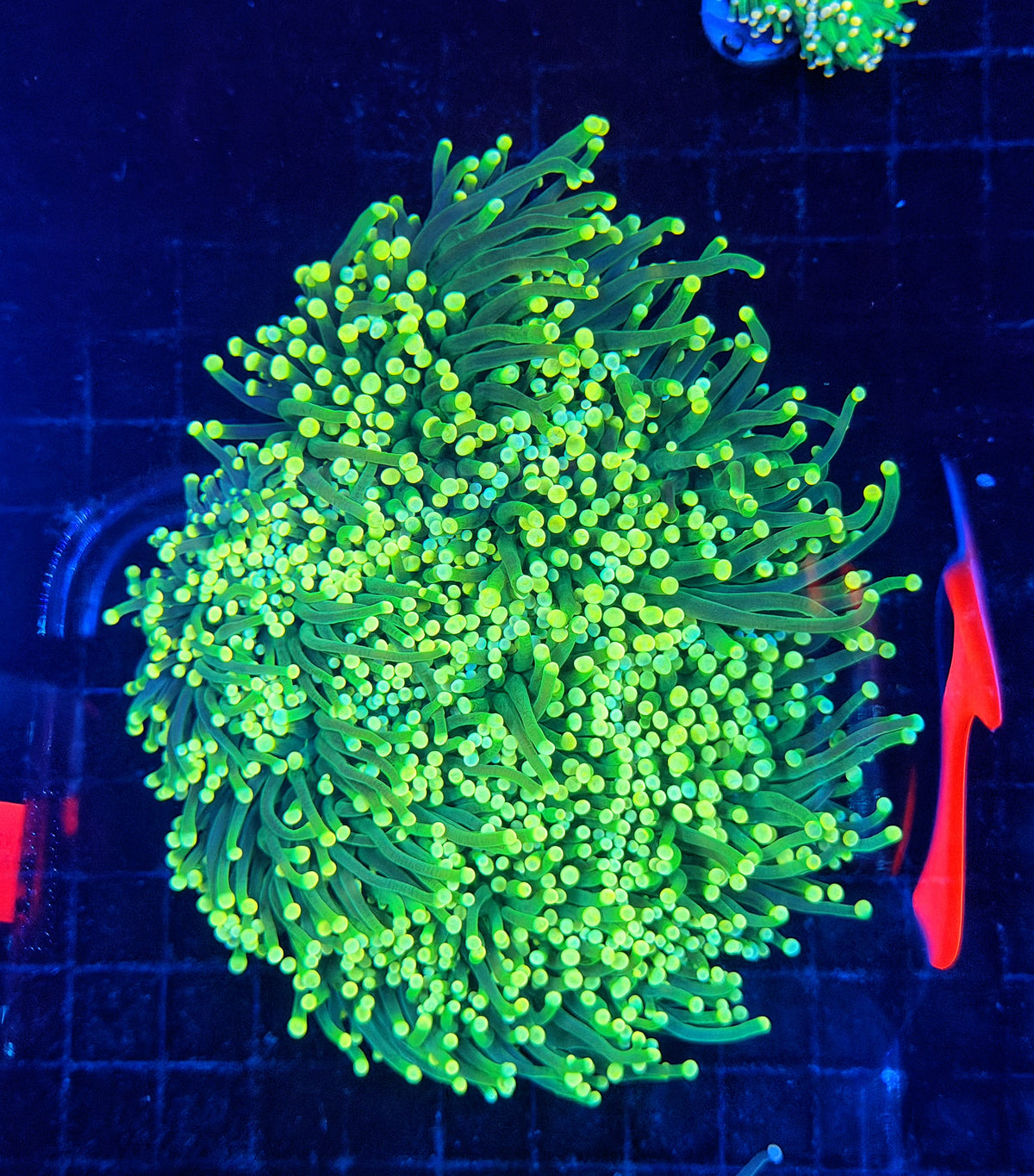 Yellow tip green cuttable 4-8+ heads colony