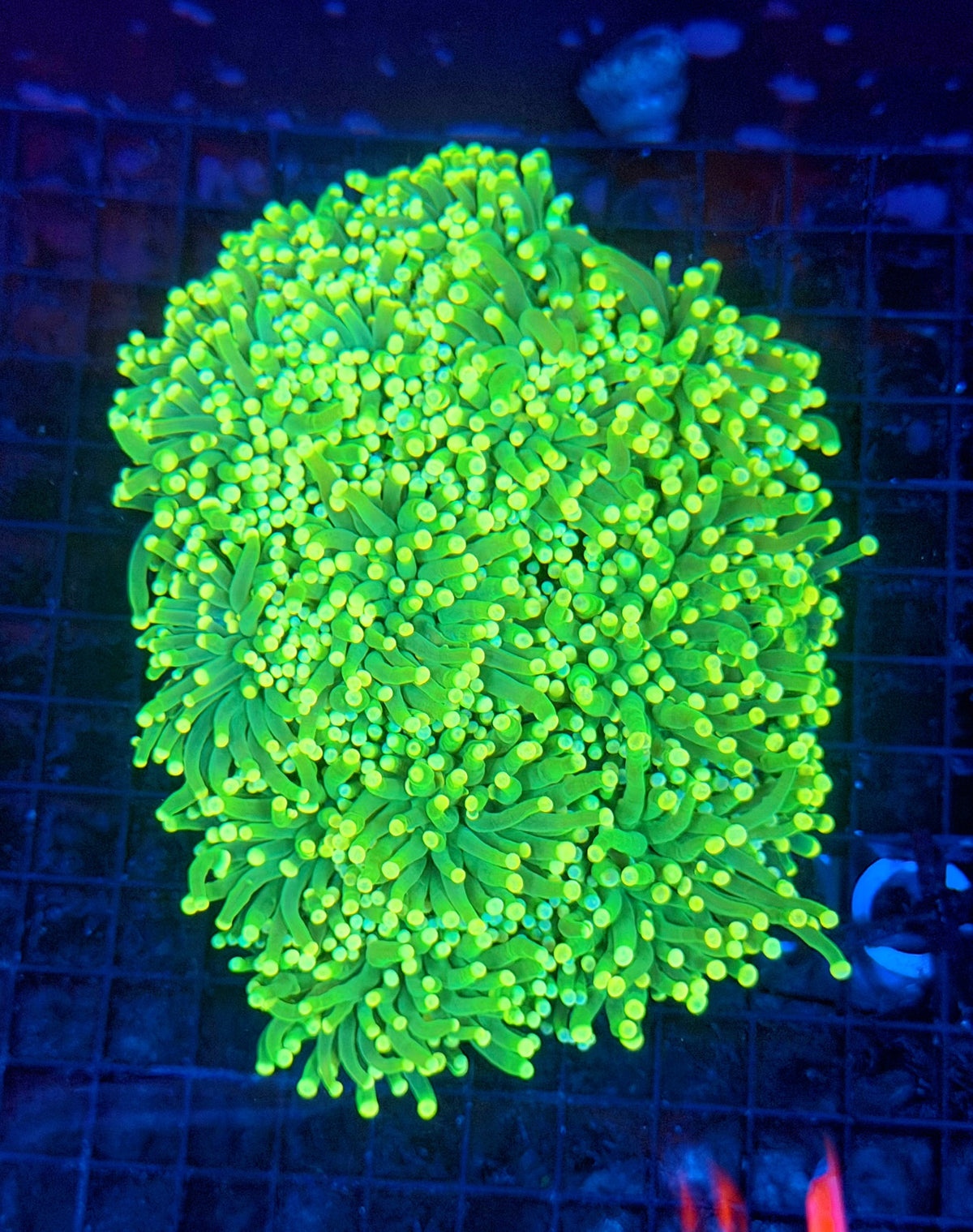 Yellow tip green large cuttable 6-12+ heads colony