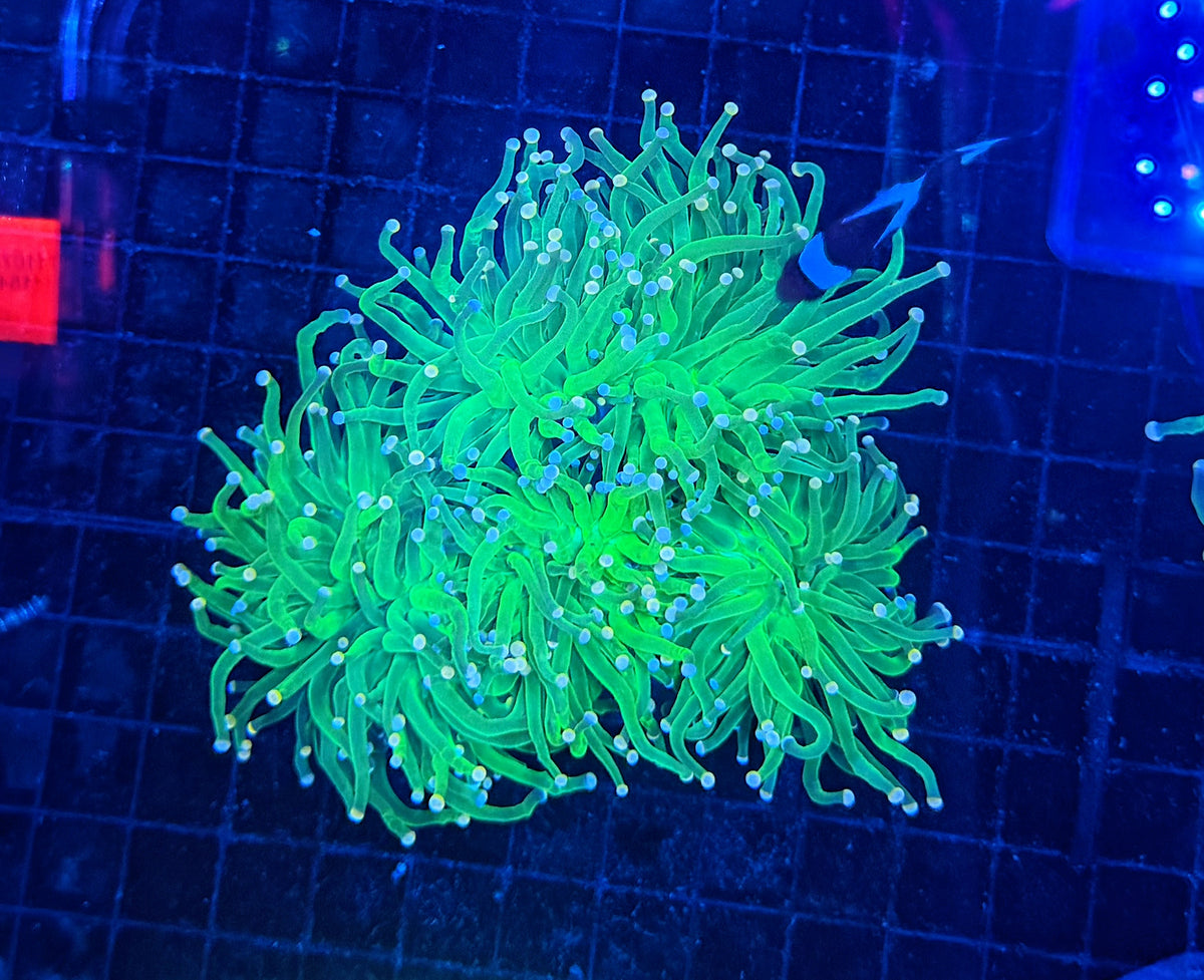 Indo green cuttable 4-8+ heads colony