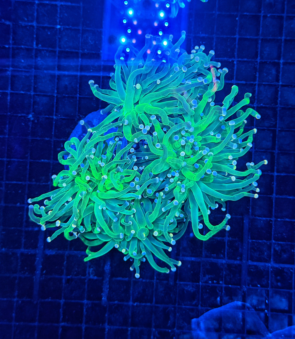 Indo green cuttable 3-6+ heads colony small