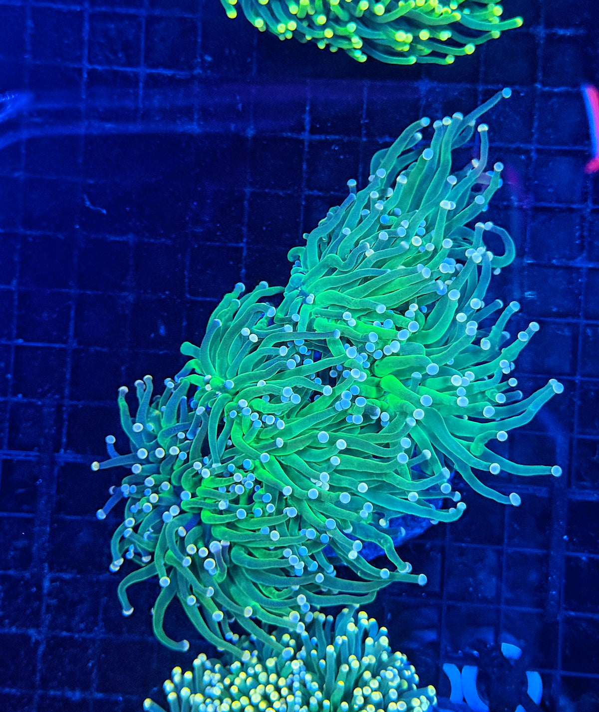 Indo green cuttable 3-6+ heads colony small