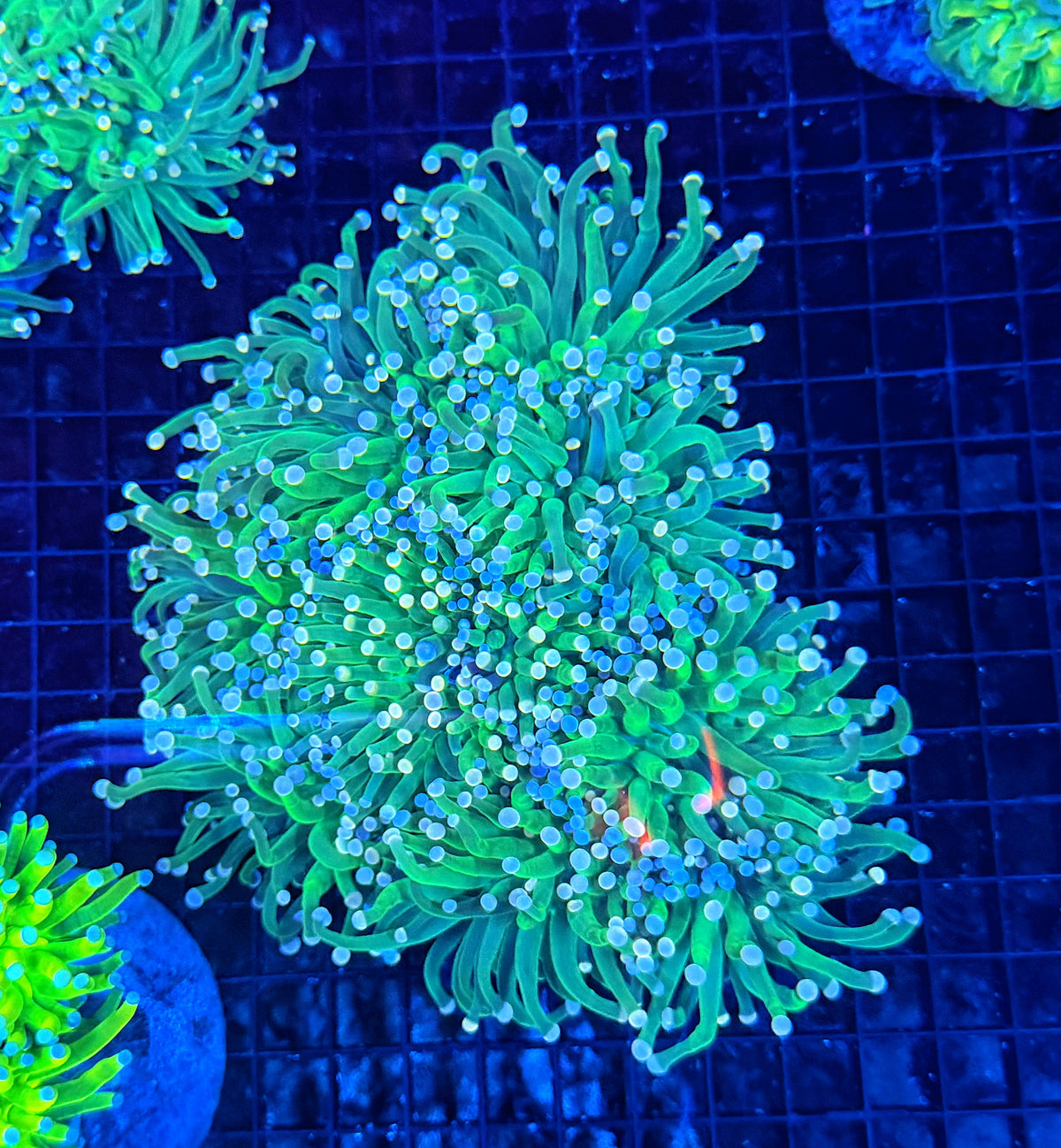 Indo green cuttable 4-8+ heads colony
