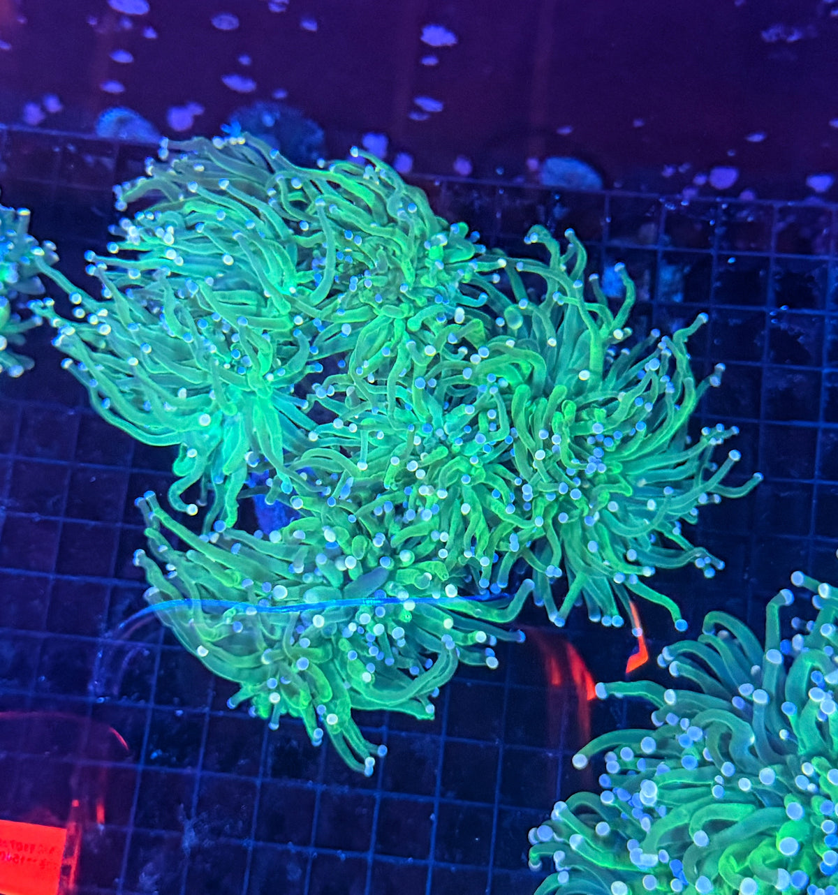 Indo green cuttable 4-8+ heads colony