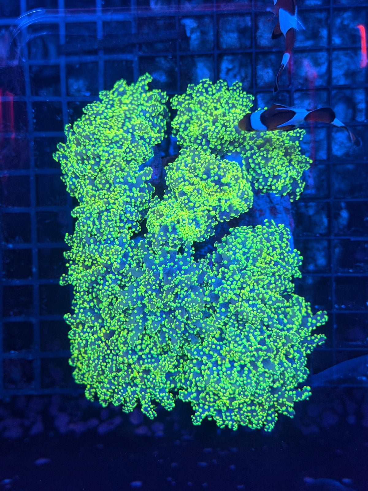 Frogspawn colony large