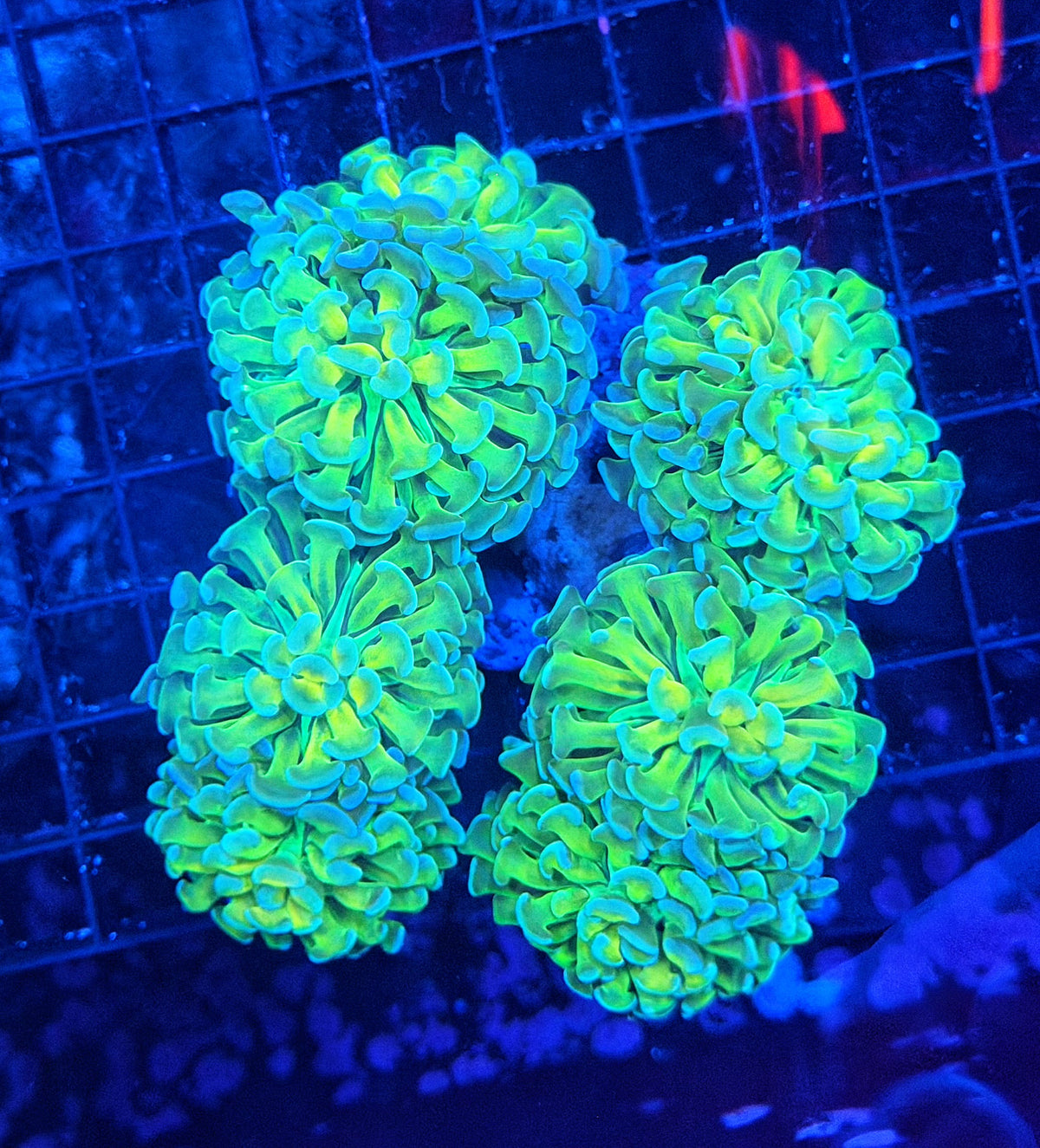 Rainbow hammer colony