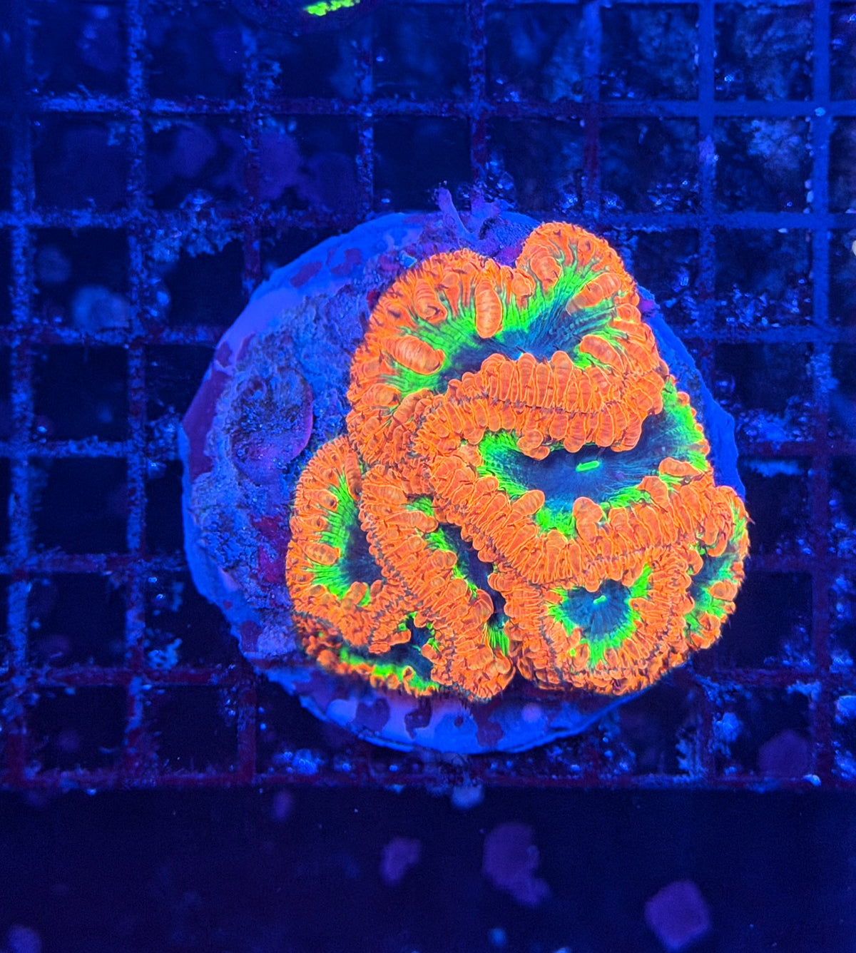 Rainbow blasto