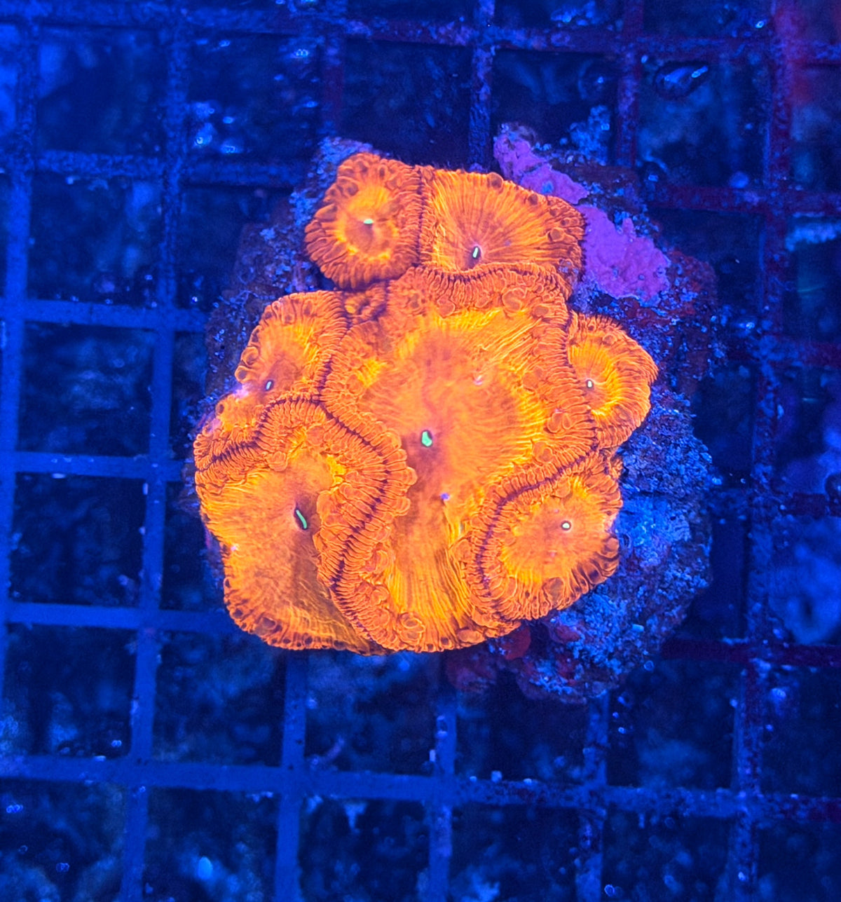 Rainbow blasto