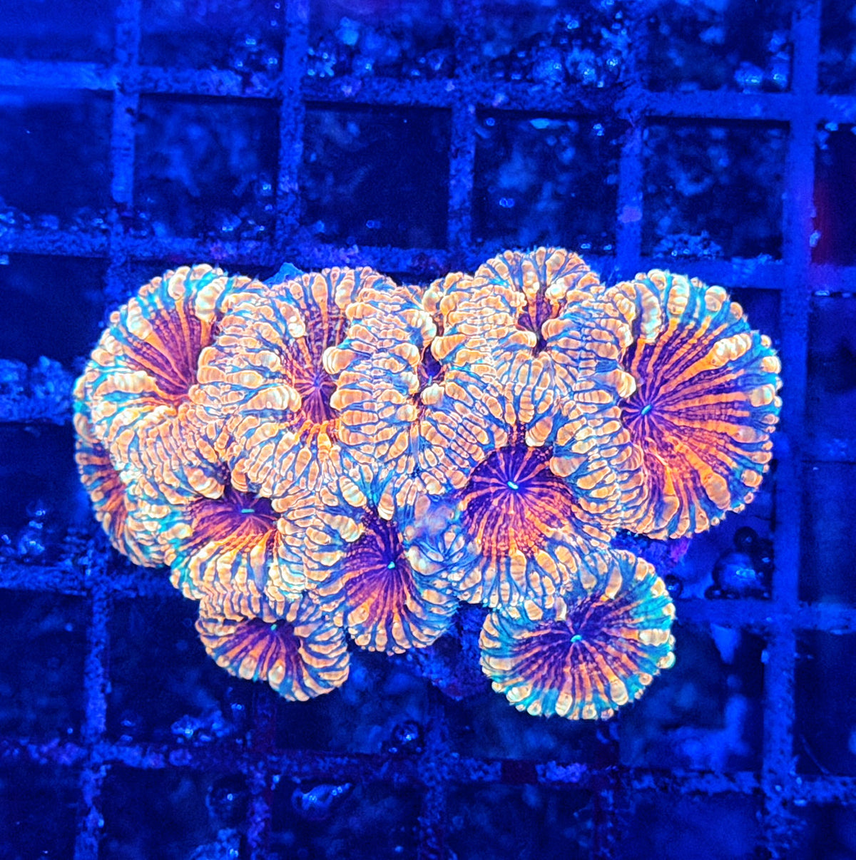 Rainbow blasto