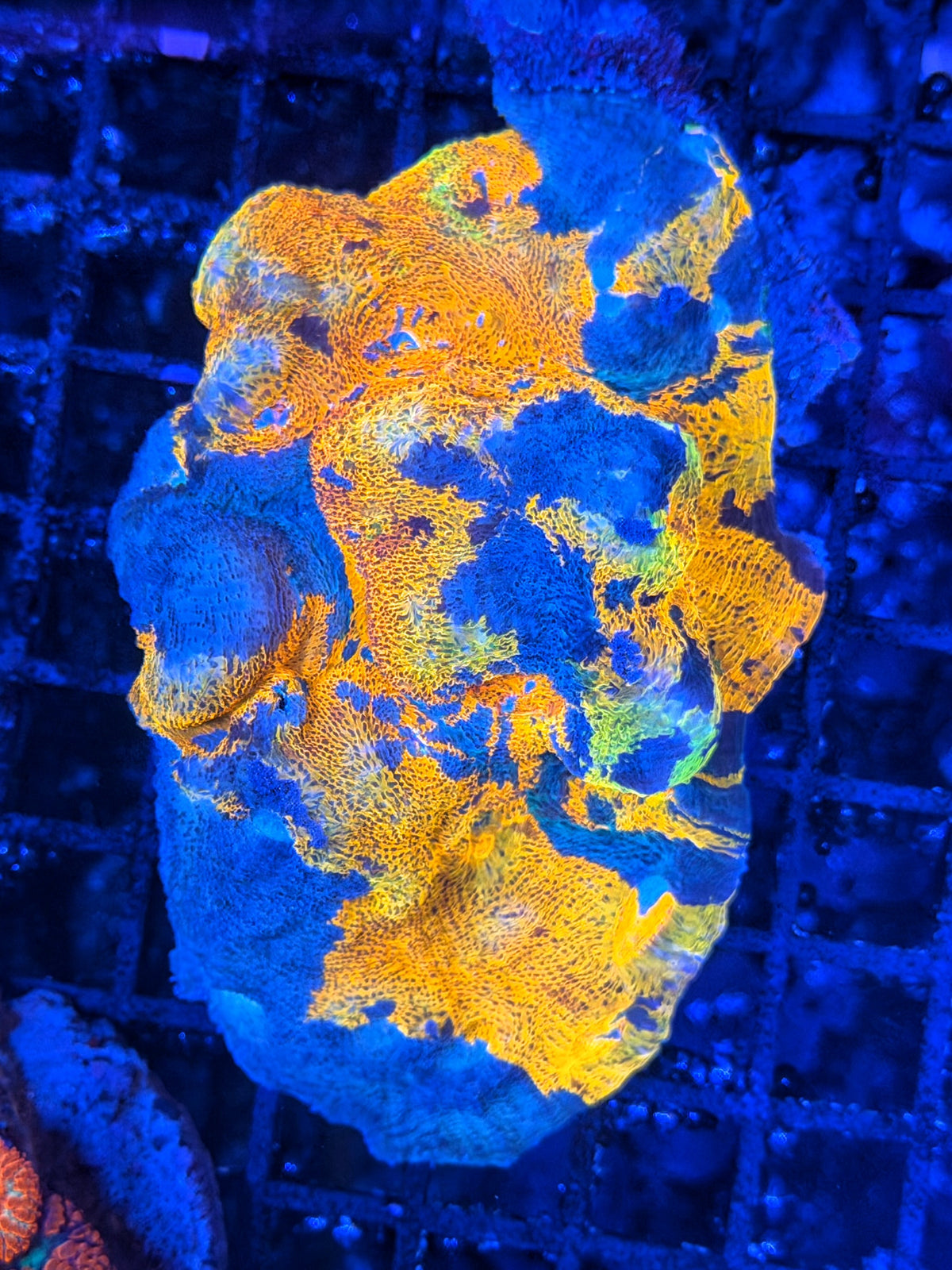 Rainbow chalice