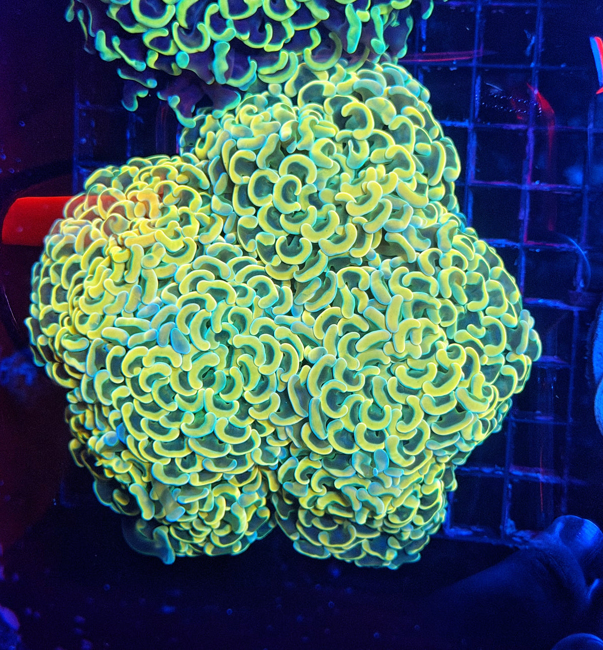 Malay fat head hammer colony