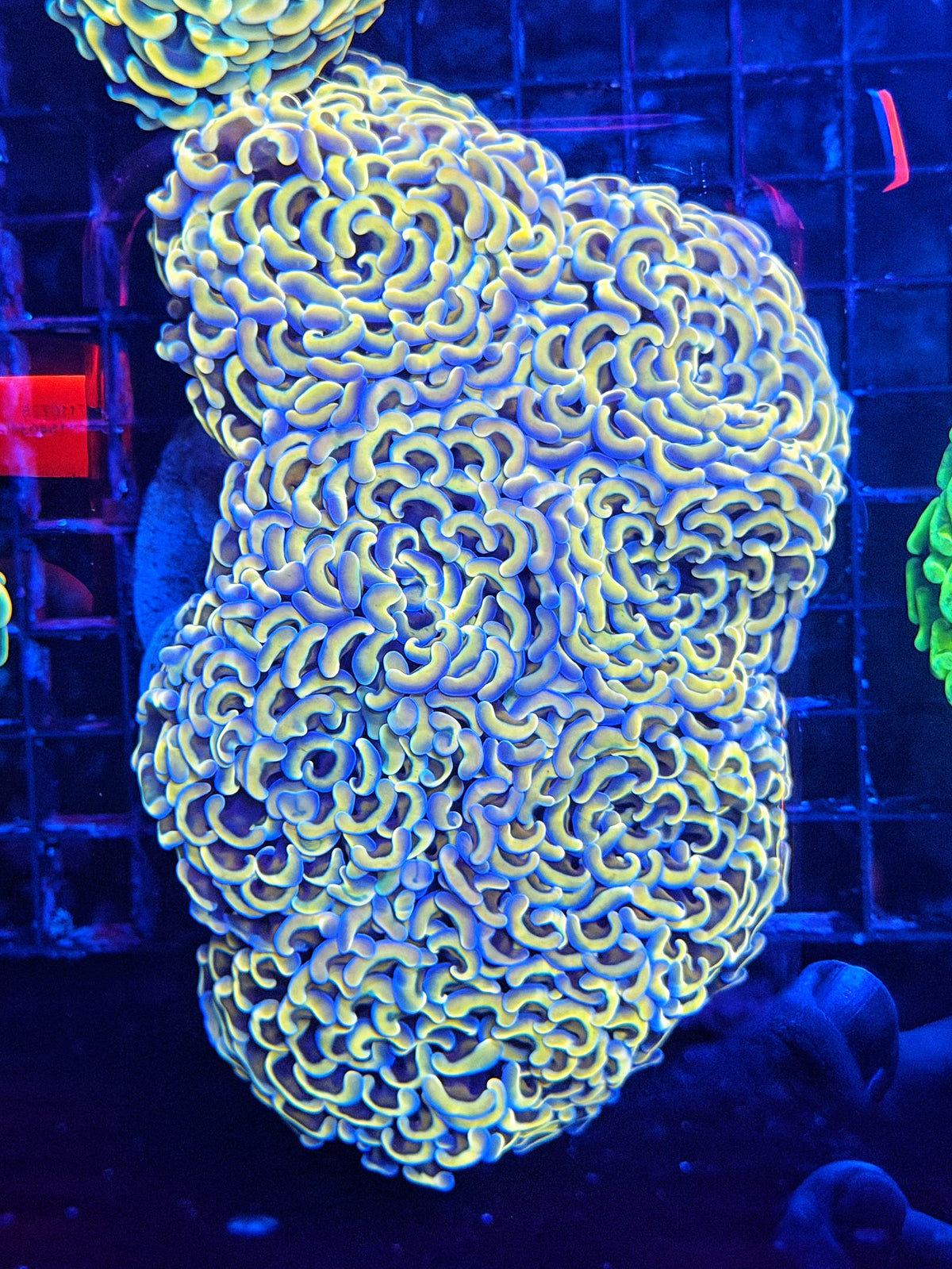Malay fat head hammer colony