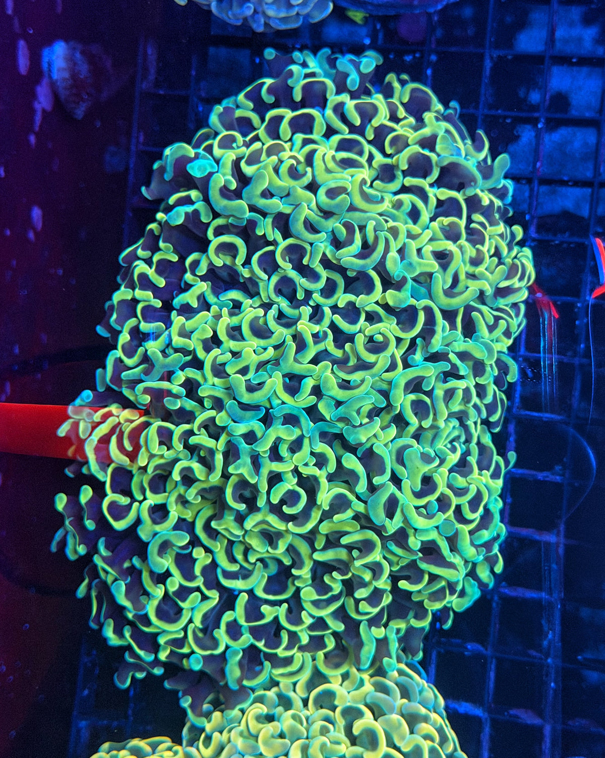 Malay fat head hammer colony