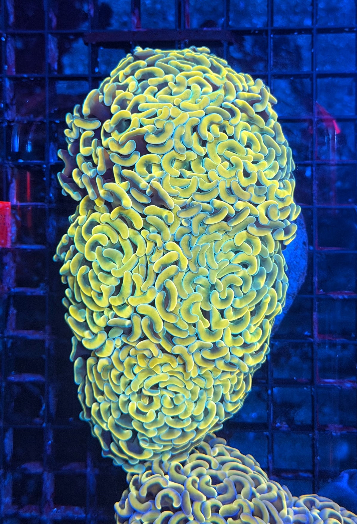 Malay fat head hammer colony