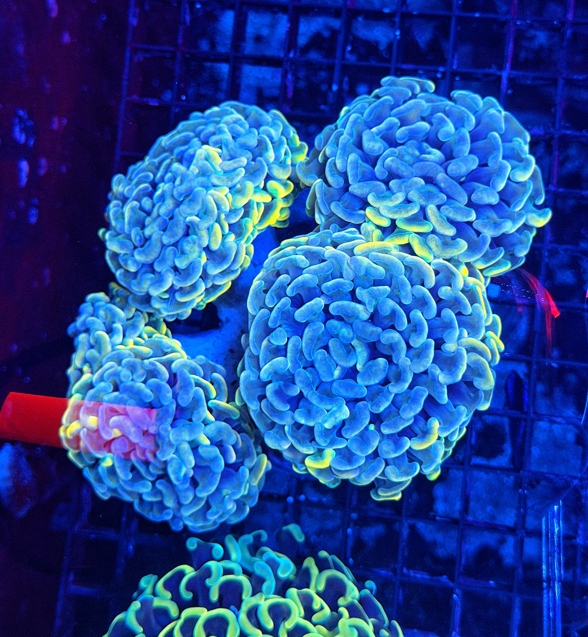 Malay fat head hammer colony