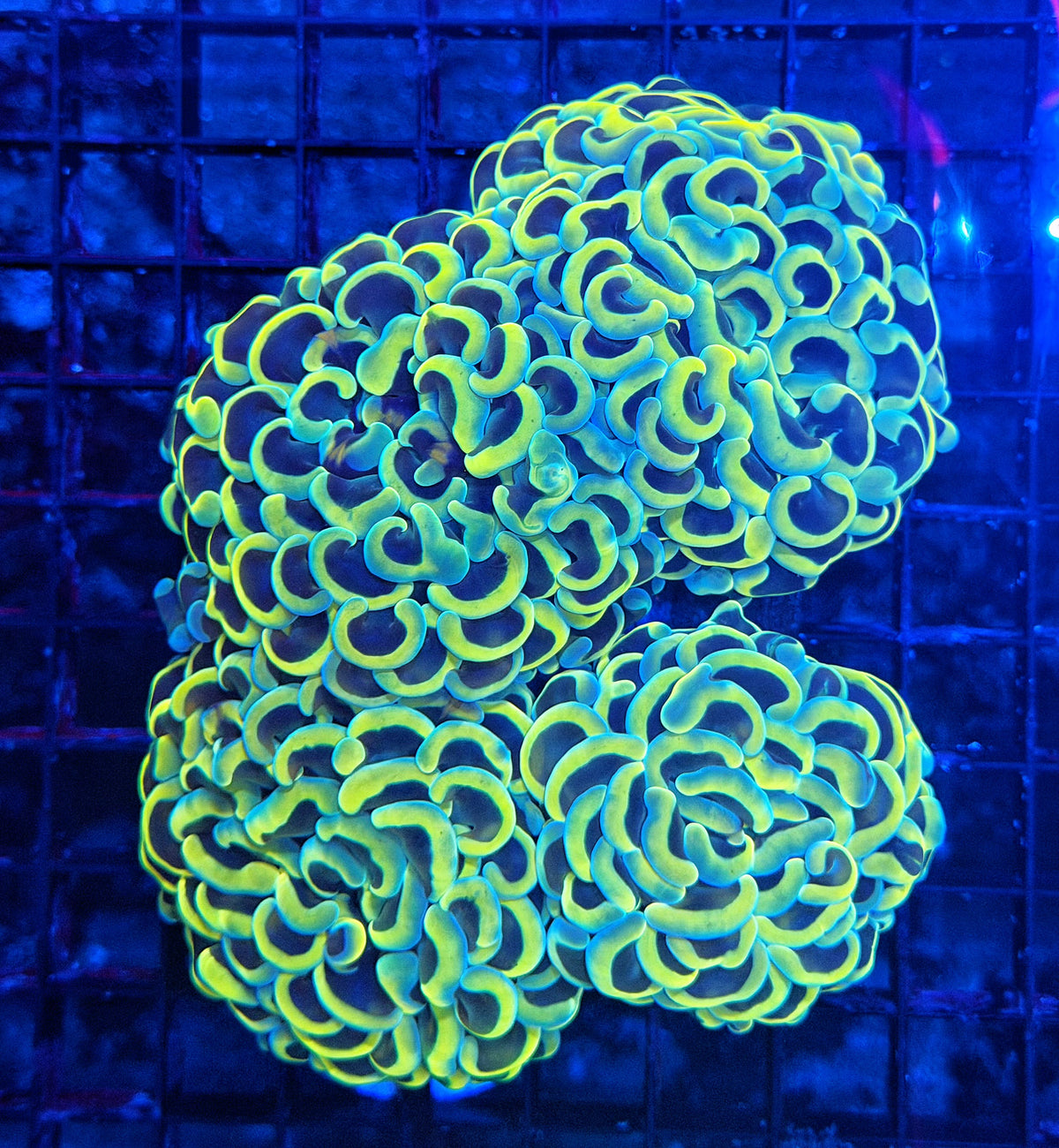 Malay fat head hammer colony