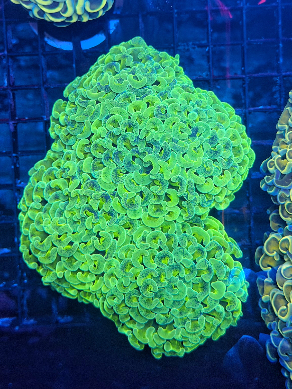 Malay fat head hammer colony
