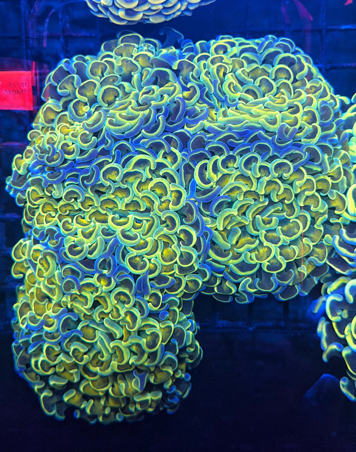 Malay fat head hammer colony