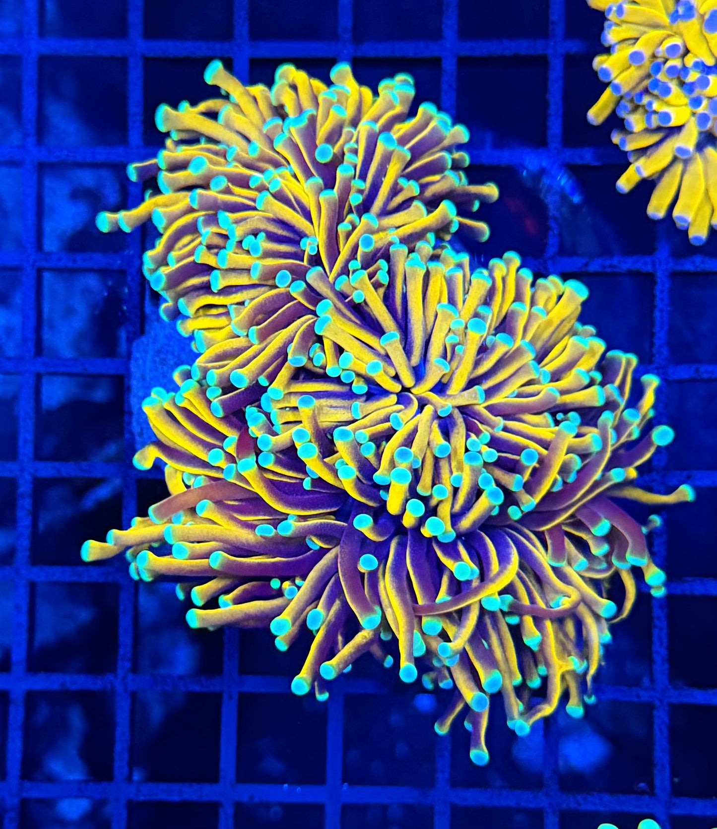 Malay long tentacle banana mini colony