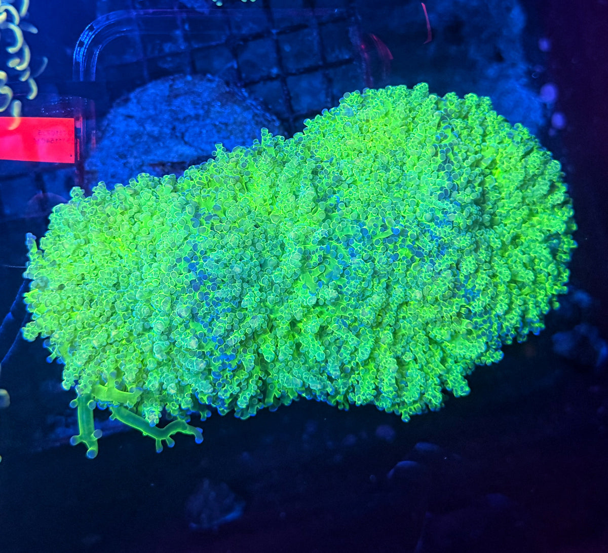 Malay noodle frogspawn colony
