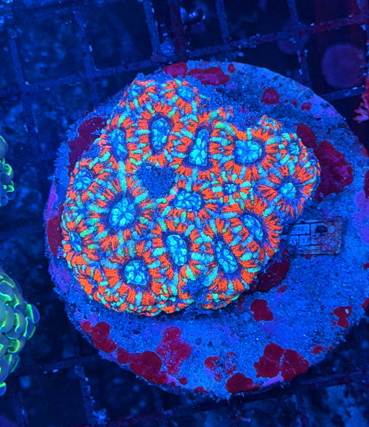 Acan clearance