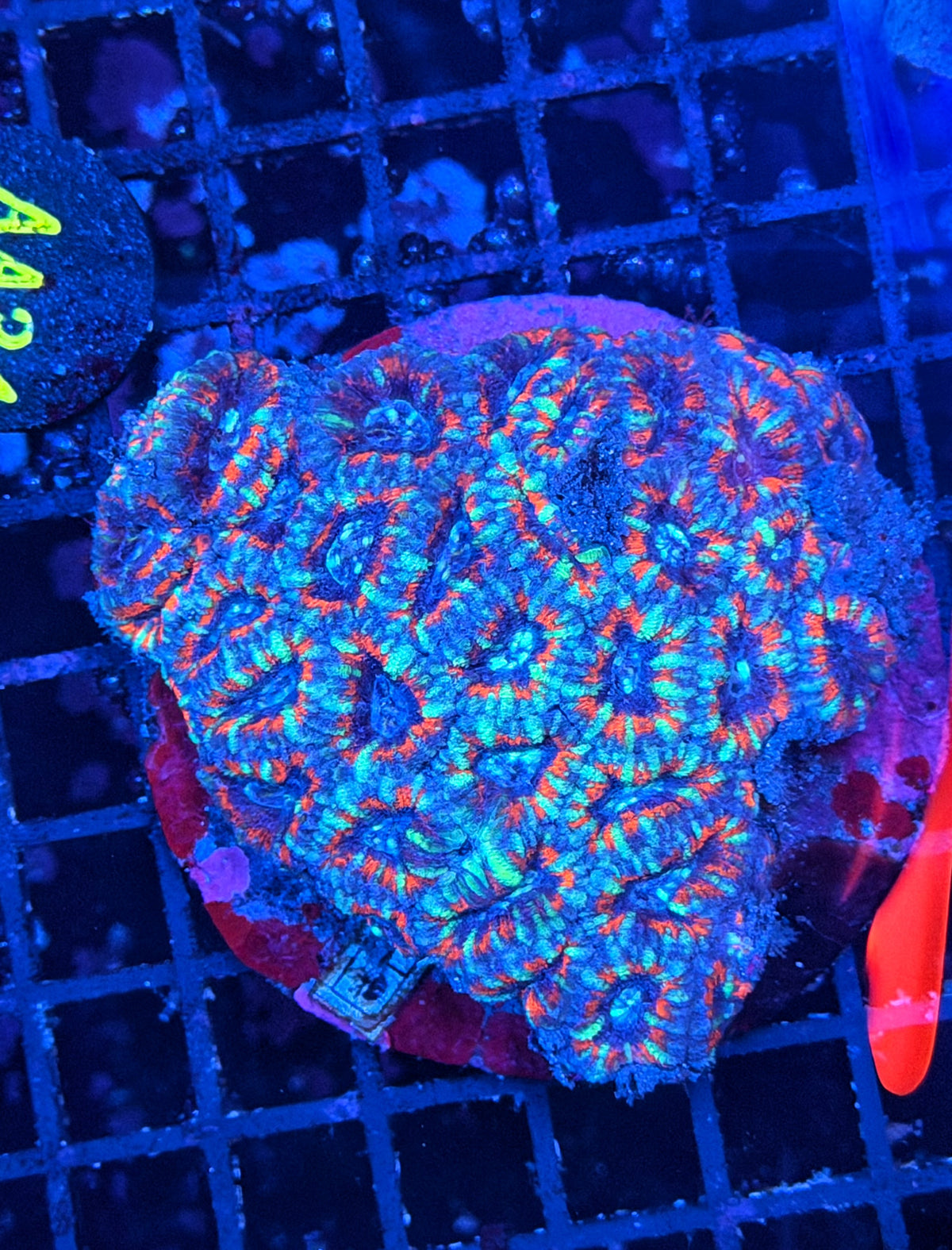 Acan clearance