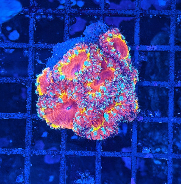 SP rainbow blasto