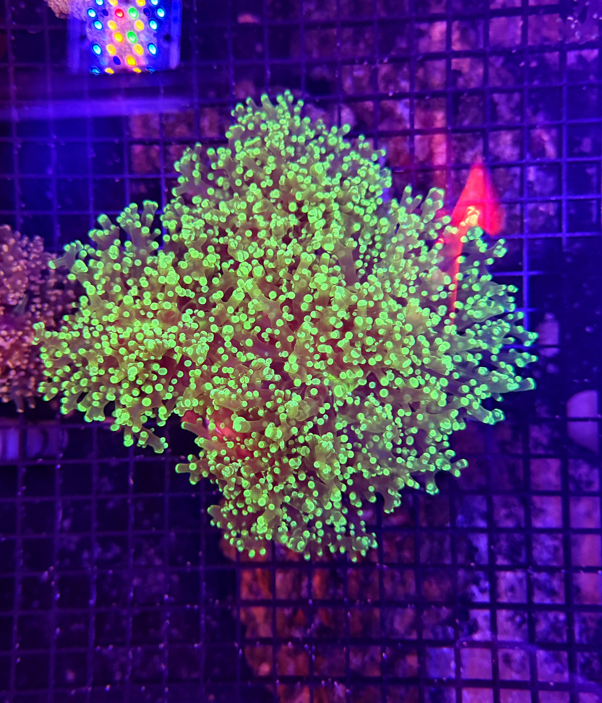 Frogspawn Colony