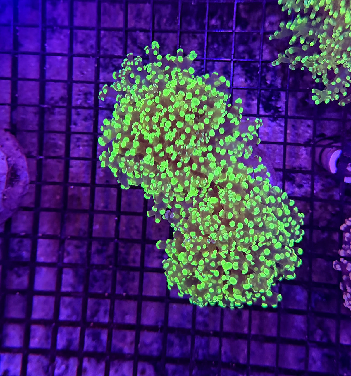 Frogspawn