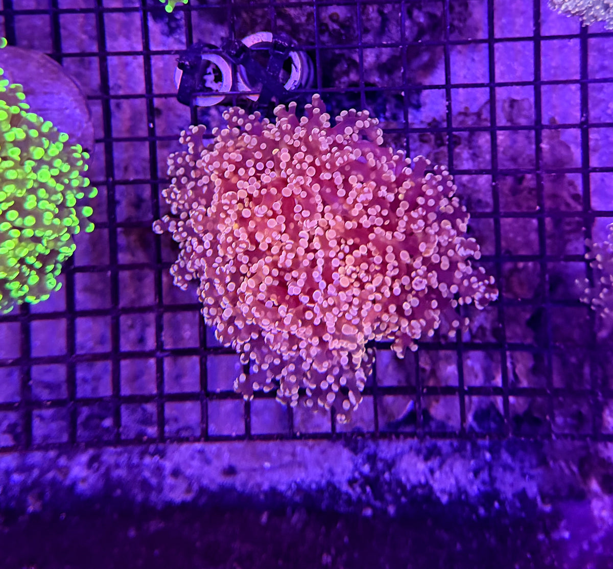 Frogspawn