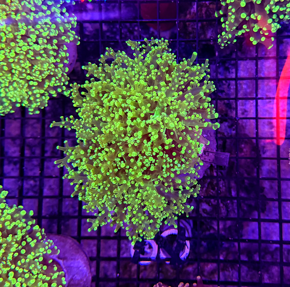 Frogspawn