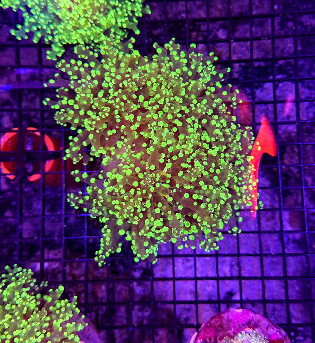 Frogspawn