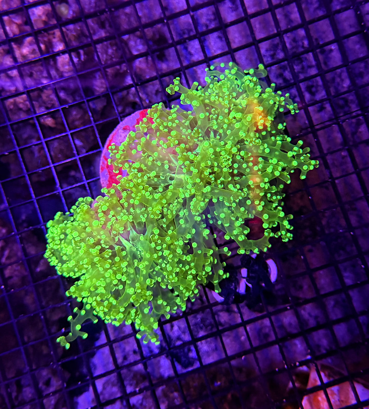 Frogspawn
