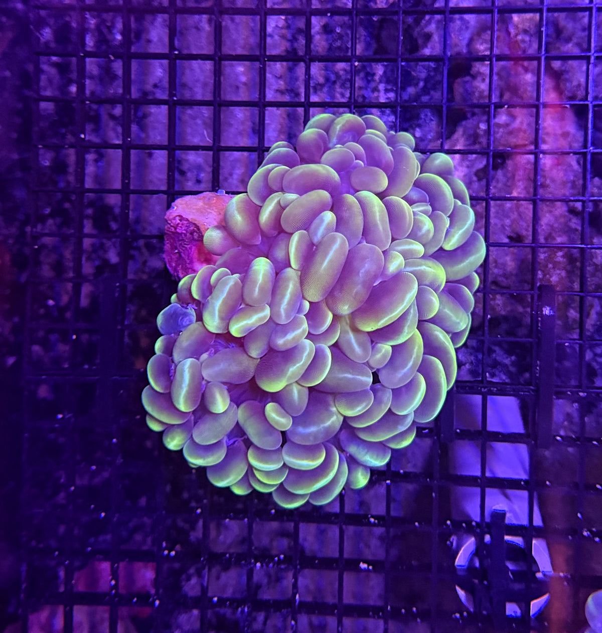 Bubble coral