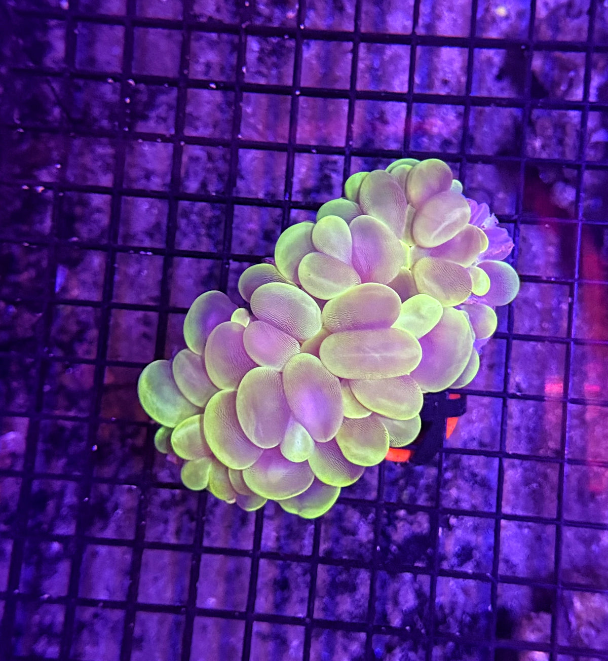 Bubble coral