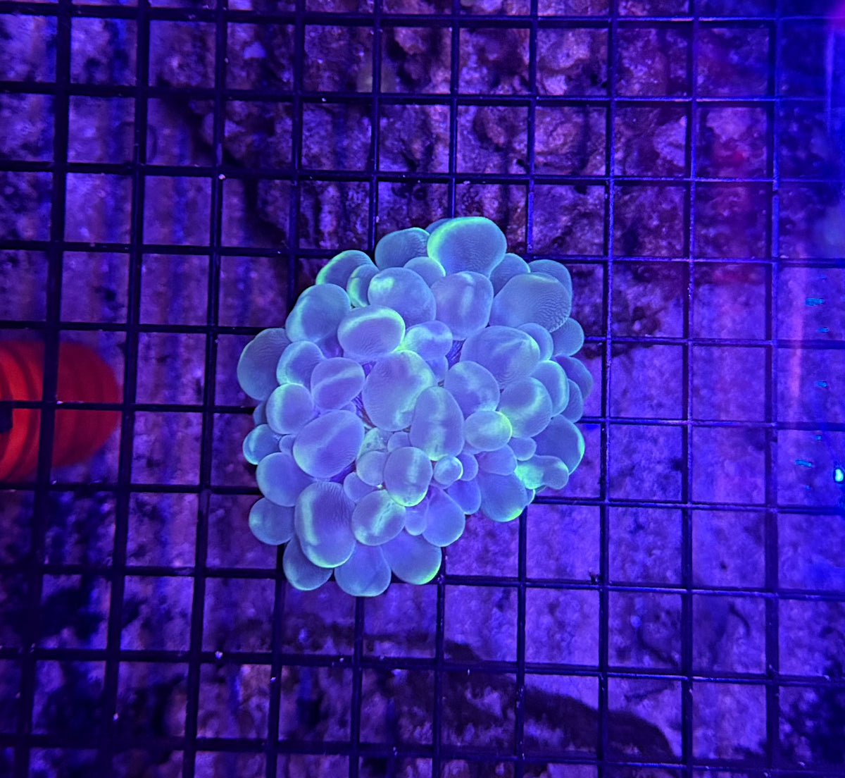 Bubble coral