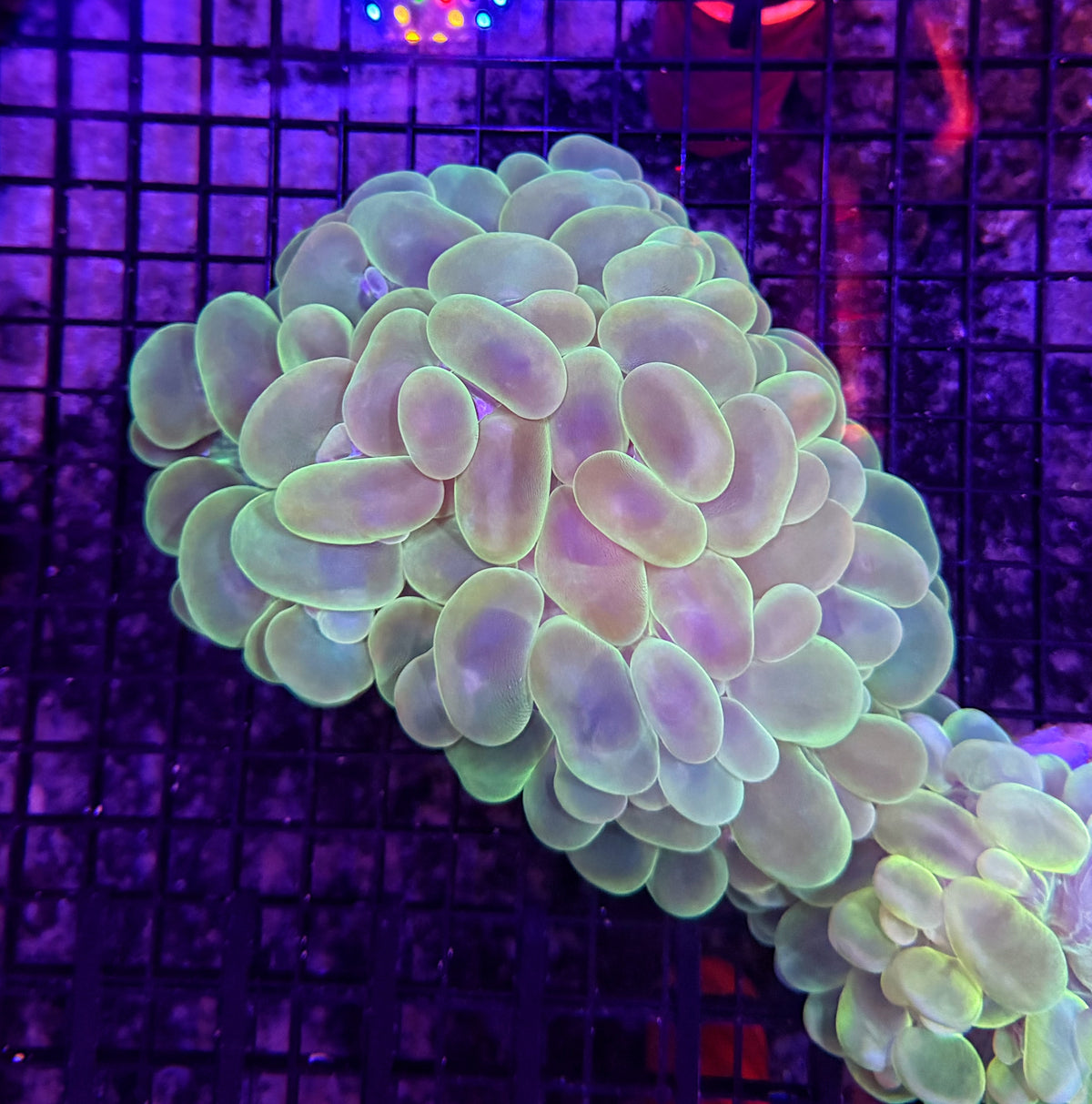 Bubble coral