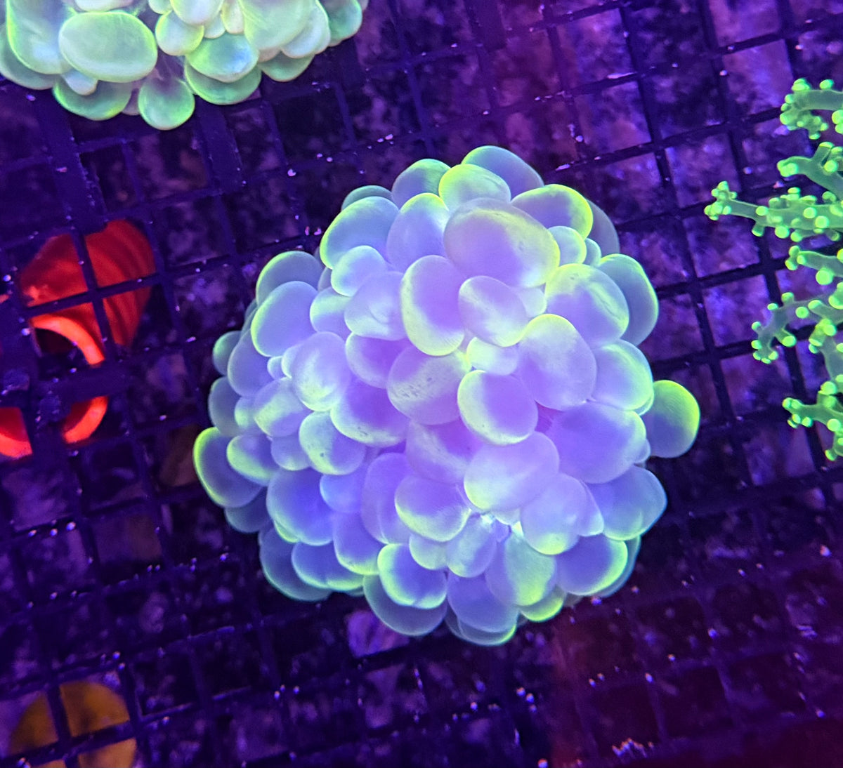 Bubble coral
