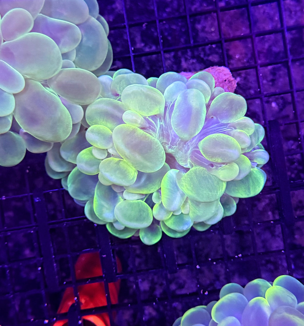 Bubble coral