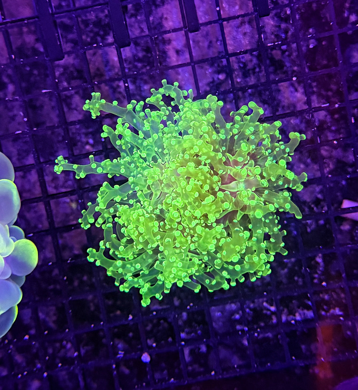 Frogspawn