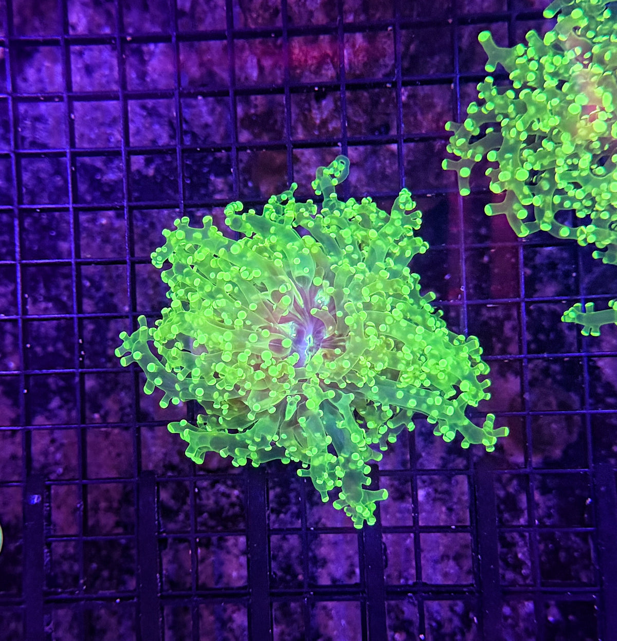 Frogspawn