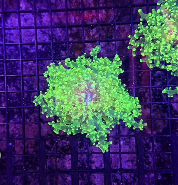 Frogspawn